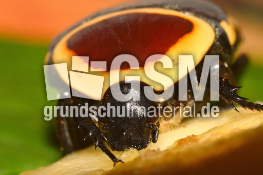 Kongo-Rosenkäfer (12).jpg